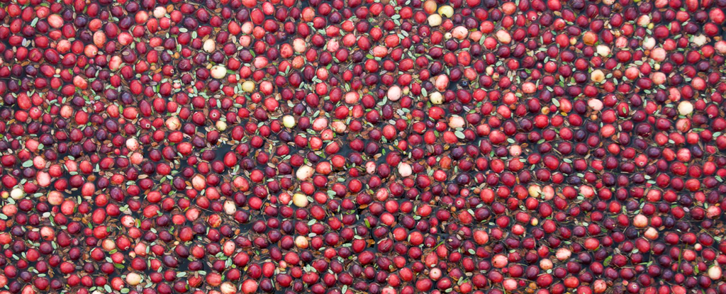 All About Cranberries