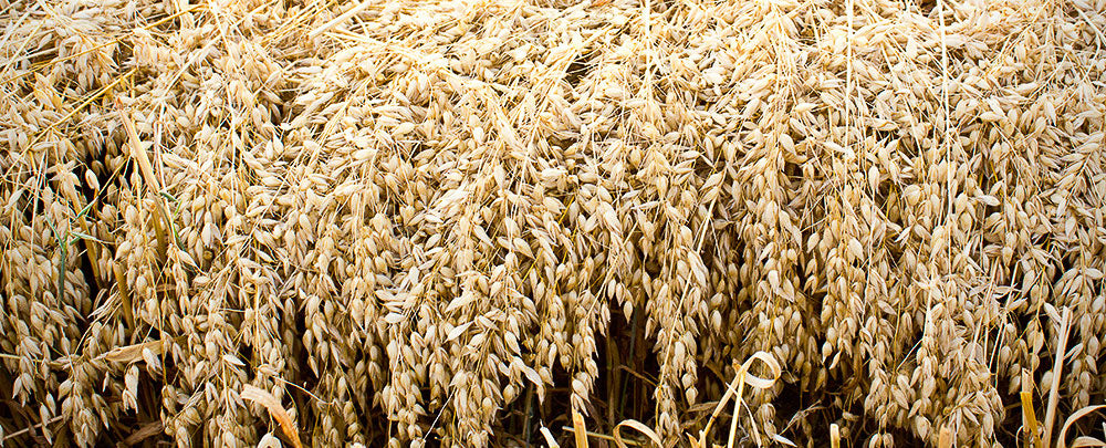 All About Oats