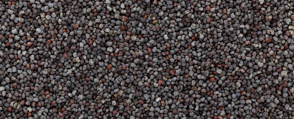 All About Poppy Seeds