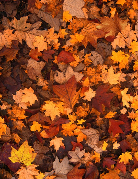 Favorite Fall Snacks